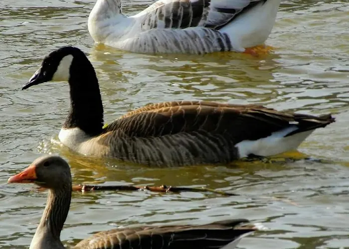 Monteurwohnung Schinderhannes *